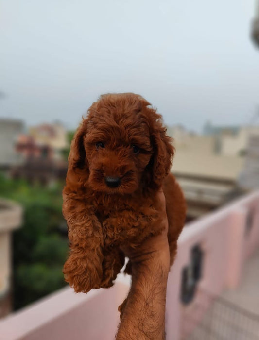 Buy Poodle puppies online from Hyderabad