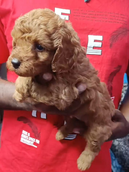 Poodle puppies for sale online in Hyderabad