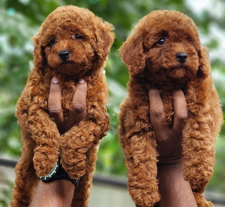 Poodle puppies for sale online in pune