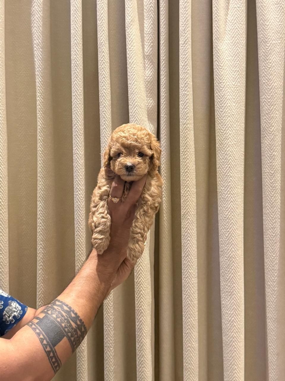 Poodle dog price in ahmedabad