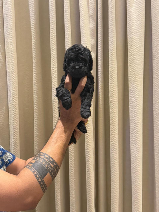 Poodle puppies for sale online in ahmedabad