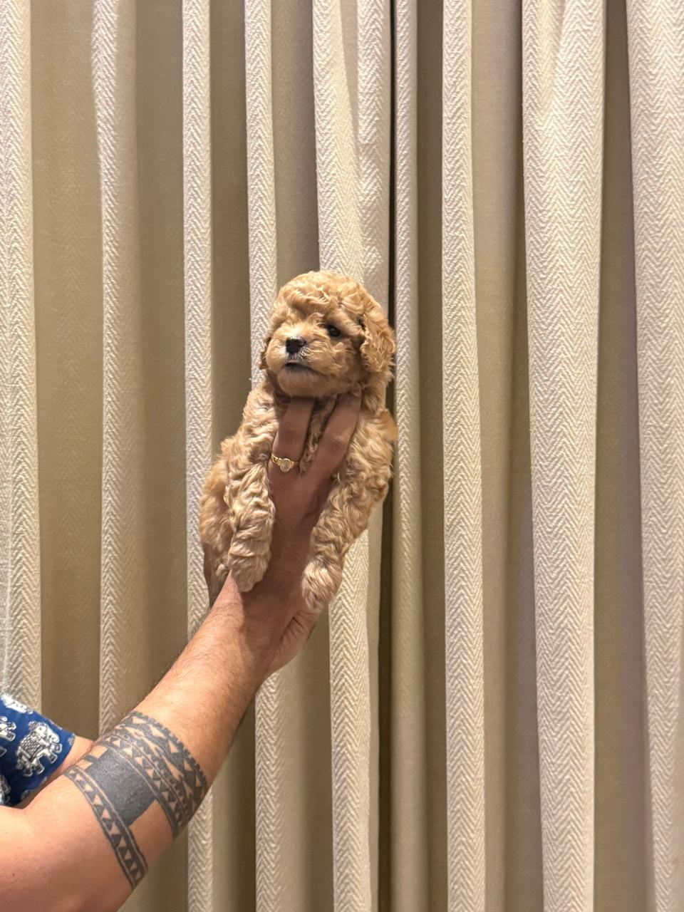 poodle pet shop in ahmedabad