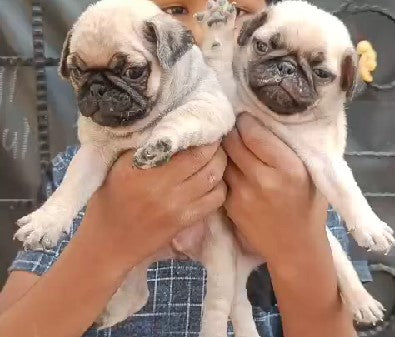 Pug dog price in Chennai