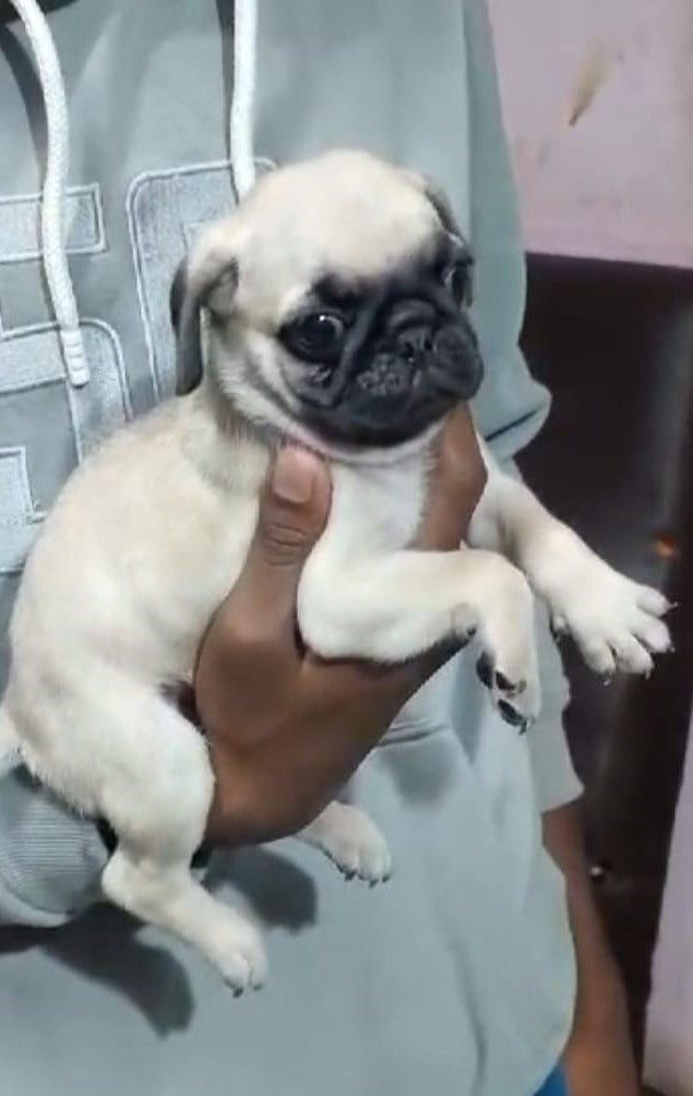 Pug puppies for sale online in Hyderabad