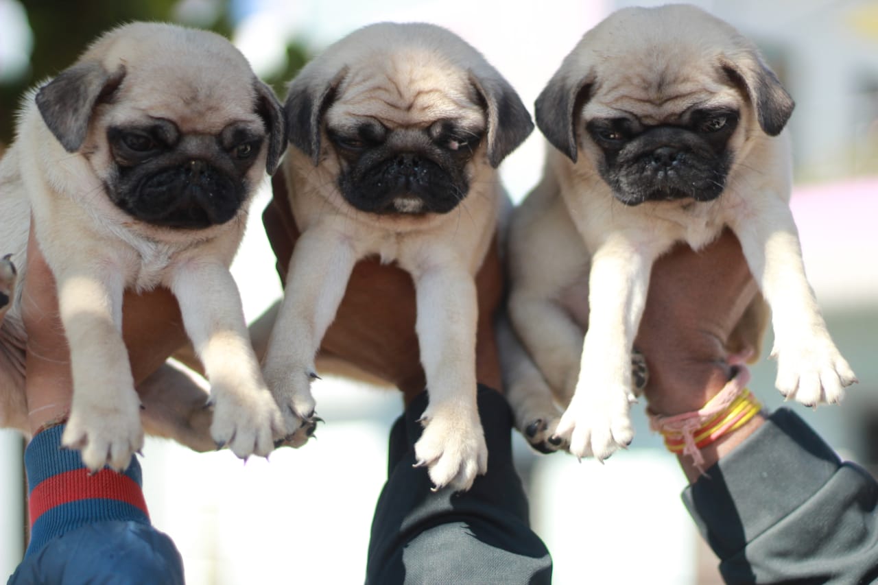 Pug price in Vizag