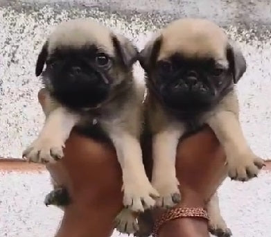 Pug pet shop in Vizag