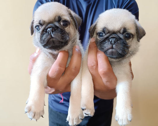 Buy Pug puppies online from Vizag