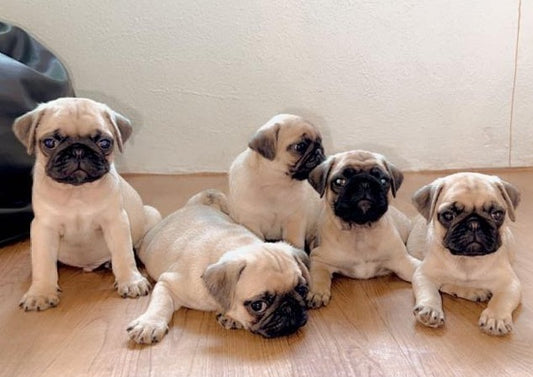 Pug dog price in Vizag