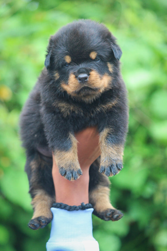 Pure quality rottweiler puppies price in ahmedabad