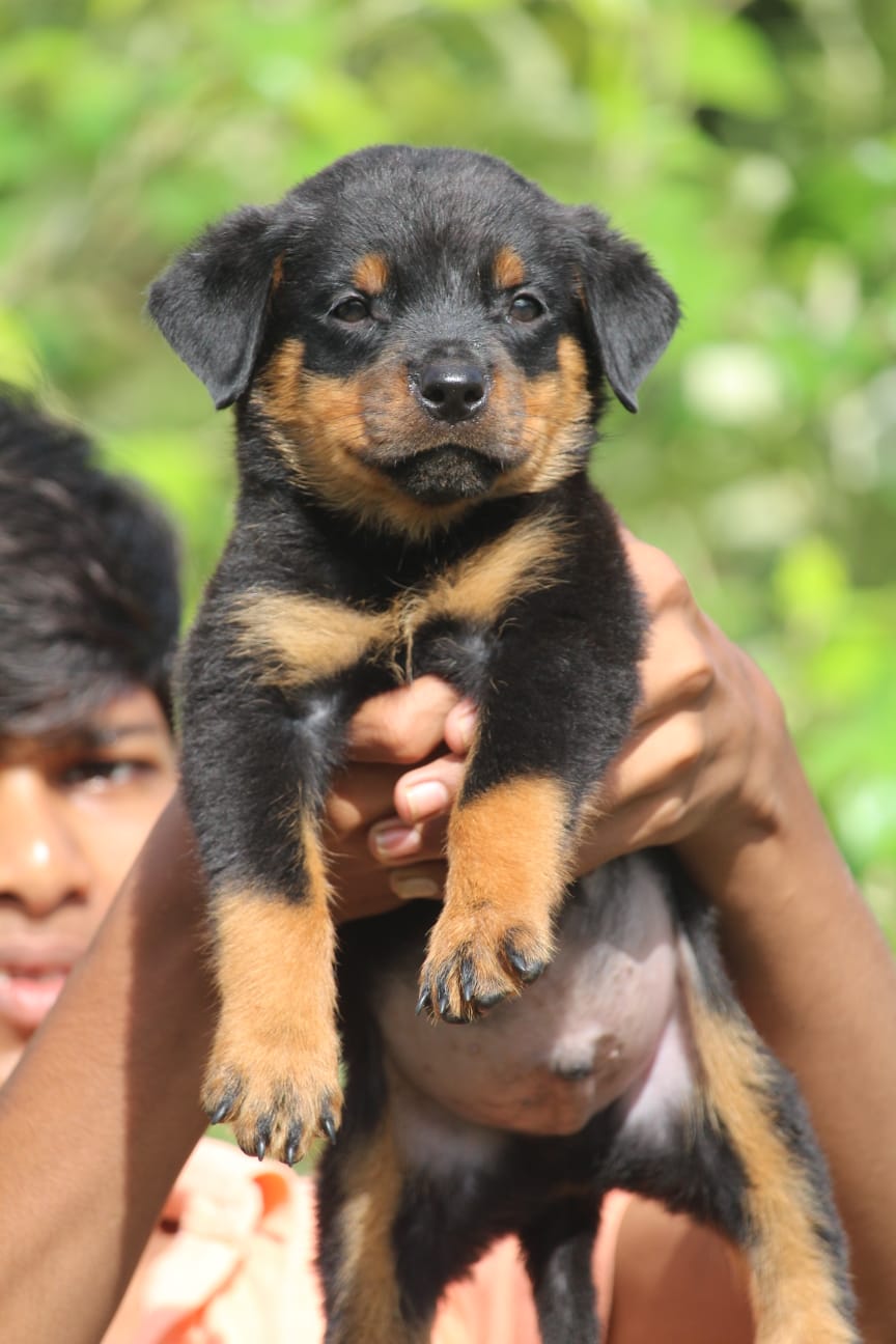 Rottweiler dog price in bangalore