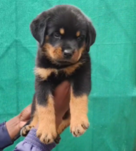 Rottweiler puppies for sale online in goa