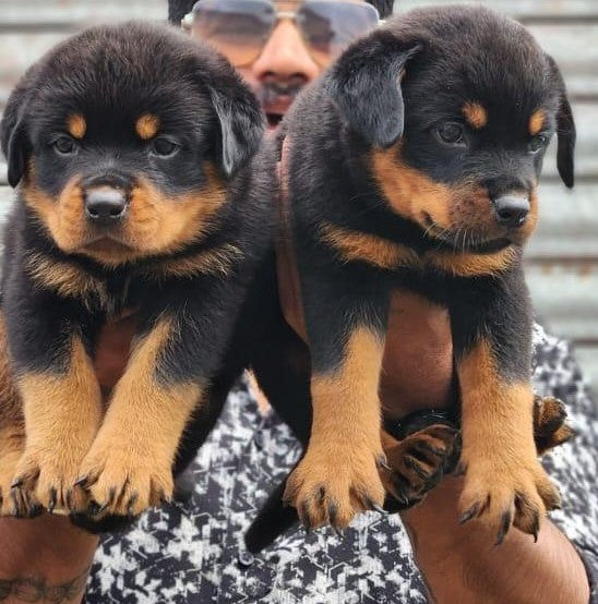 Rotweiler puppies for sale online in jaipur