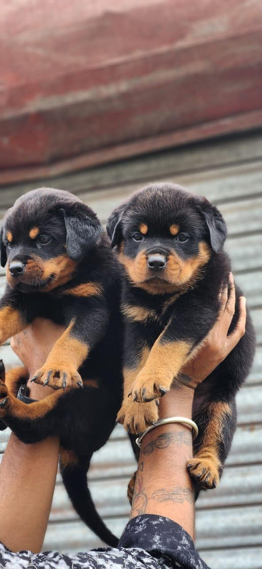 Purchase rottweiler puppies from jaipur