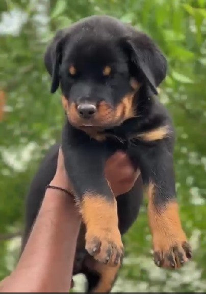 Buy rottweiler puppies from jaipur