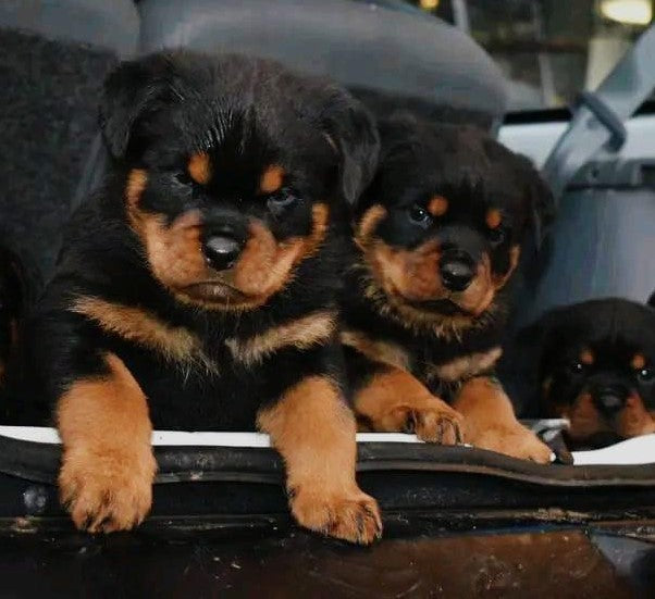 Good Quality Rottweiler Puppies For Sale At Kolkata – Dog Breeder