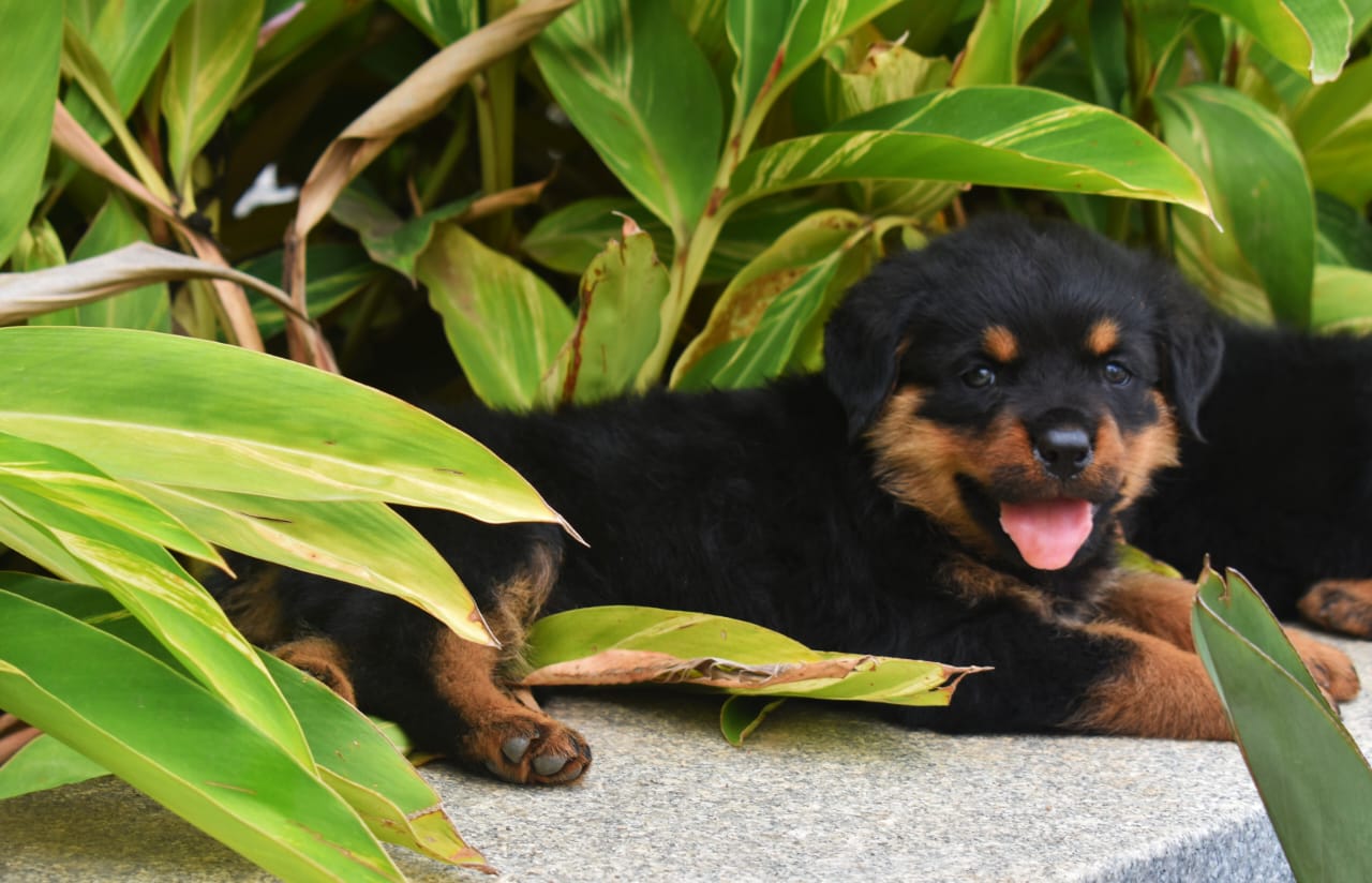 Rottweiler dog price in mumbai
