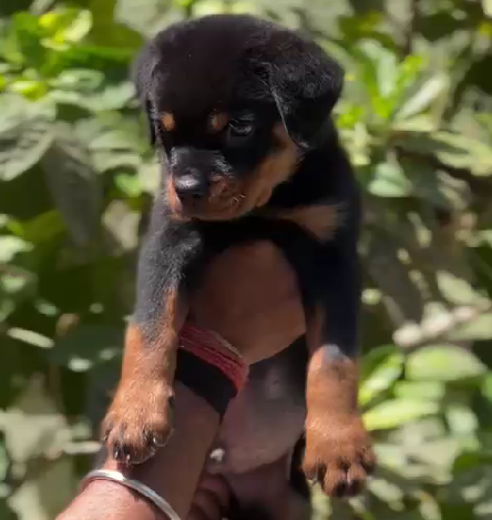 Rottweiler puppies for sale online in ahmedabad