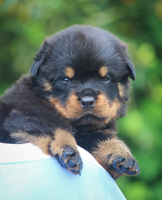 Rottweiler dog price in jaipur
