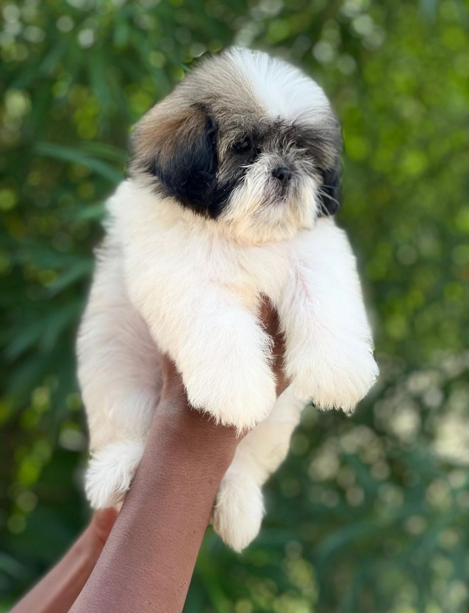 Shih Tzu Dog Price Buy A Puppy Today Shih Tzu Dog Price Buy