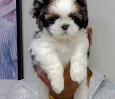 Shih Tzu Male & Female Puppies For Sale At Sangavi - Pune