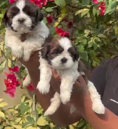 buy shih tzu puppies online at ahmedabad