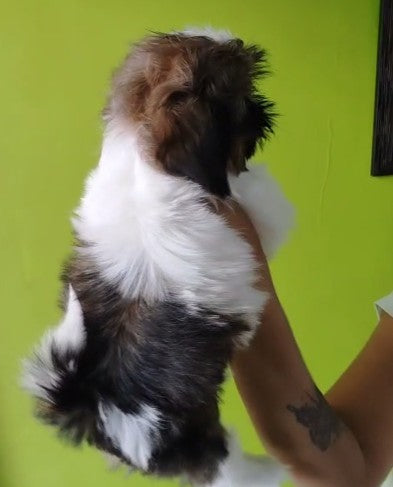 pure quality shih tzu puppies for sale at ahmedabad