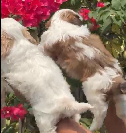 shih tzu puppies for sale online in ahmedabad