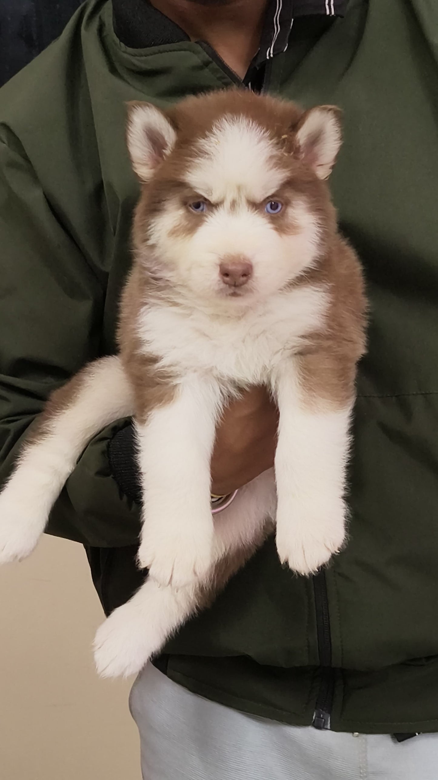 Siberian Husky price in bangalore