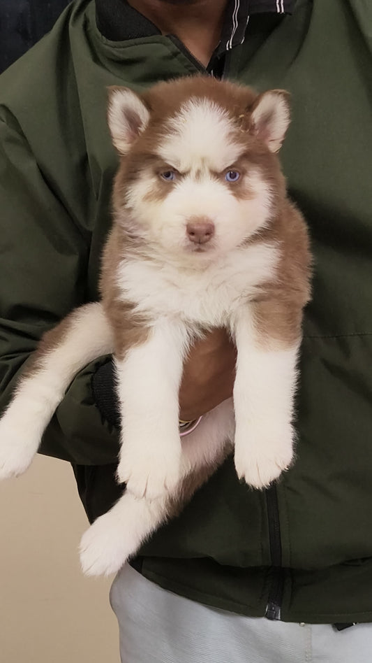 Siberian Husky price in bangalore
