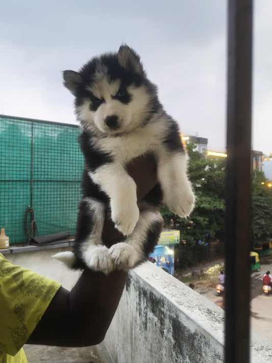 Siberian Husky pet shop in bangalore