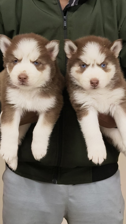 Buy Siberian Husky puppies online from bangalore
