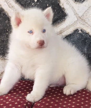 Siberian Husky puppies for sale online in bangalore