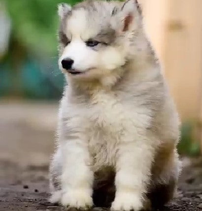 Siberian husky dog price in jaipur