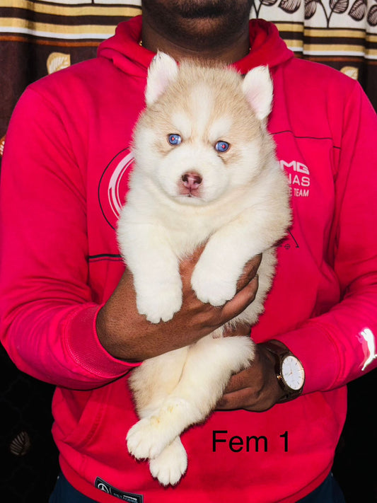 Buy siberian husky puppies at mumbai