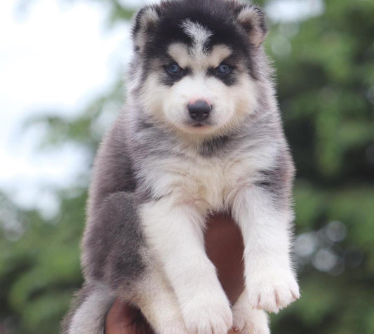 Siberian Husky Male & Female Puppies For Sale At Moshi - Pune