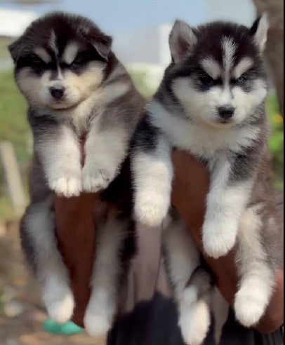 KCI registered siberian husky puppies price in ahmedabad