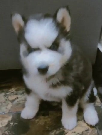 siberian husky pet shop in ahmedabad