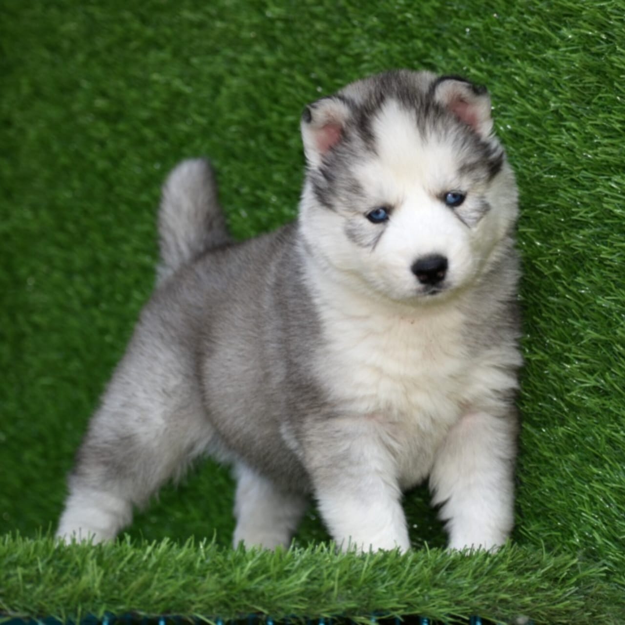 Alaskan Husky Miniature Siberian Husky Puppies Miniature Siberian
