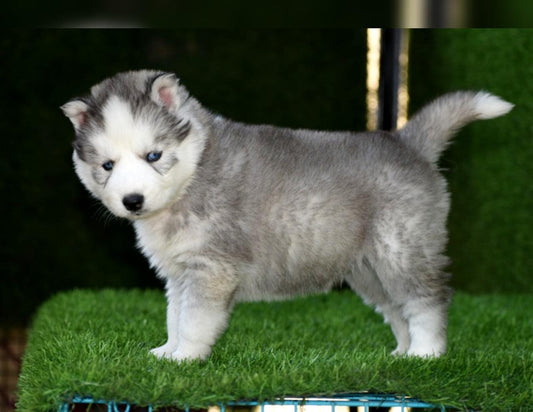 buy siberian husky puppies in ahmedabad