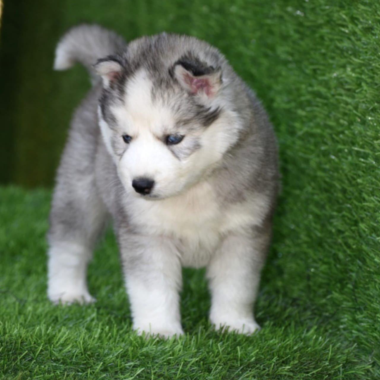 purchase siberian husky puppy in ahmedabad