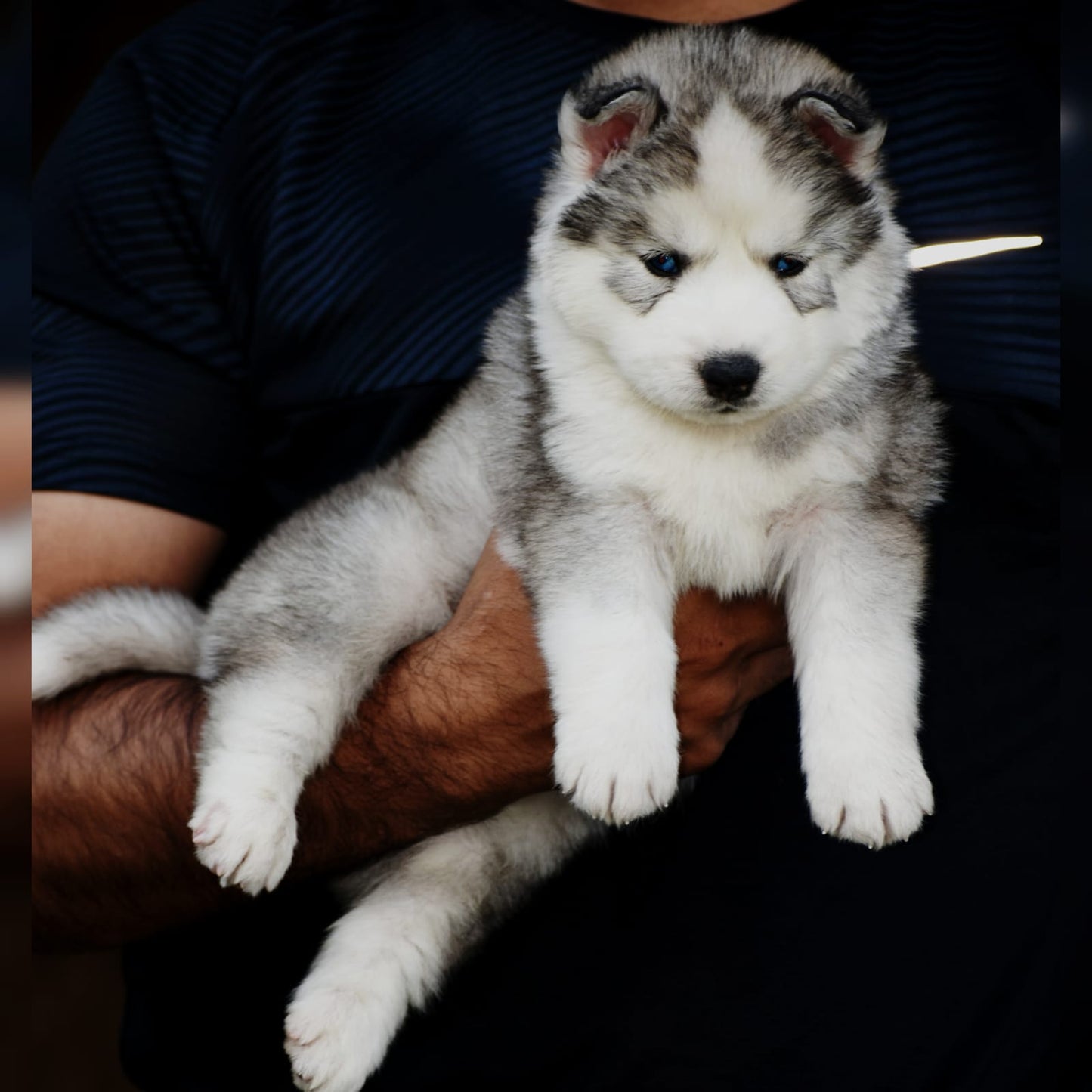 One Male & Female Siberian Husky Puppies For Sale At Ahmedabad