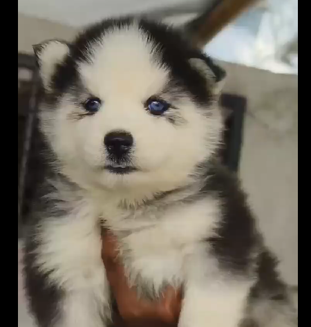 Siberian husky dog price in goa