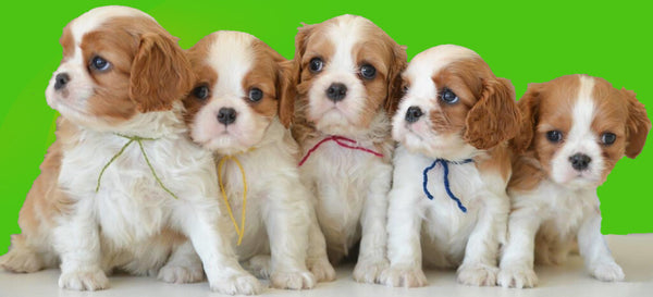 Small breed puppies price in ahmedabad