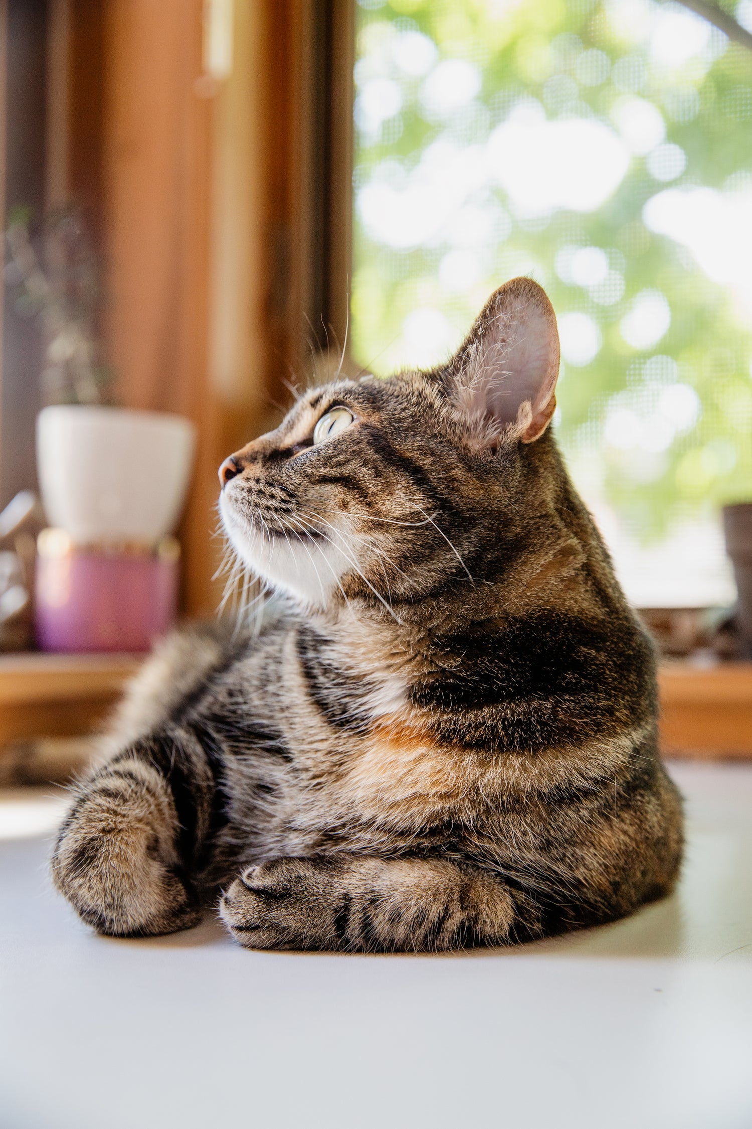Cat price in india