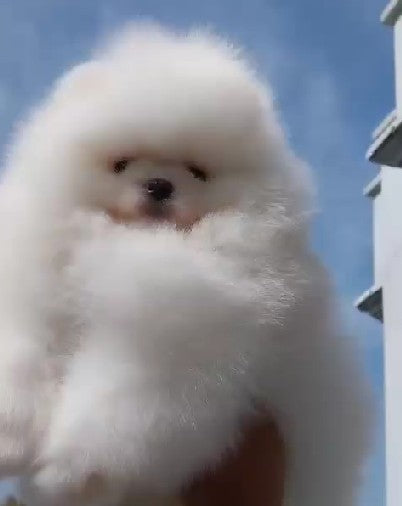 Toy Pom Breed Puppies Available For Sale At Narol - Ahmedabad