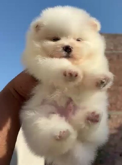 Toy pomeranian dog breeder in ahmedabad