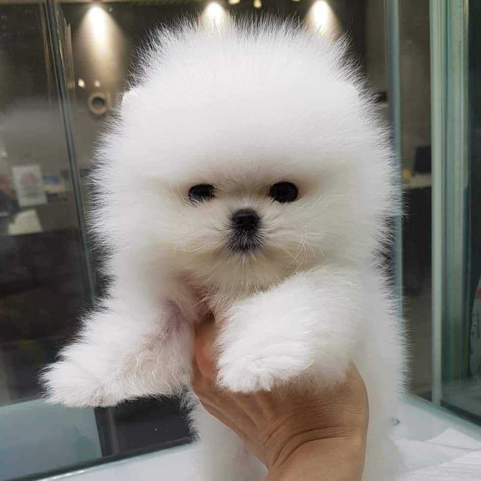 Buy toy pomeranian puppies from  ahmedabad