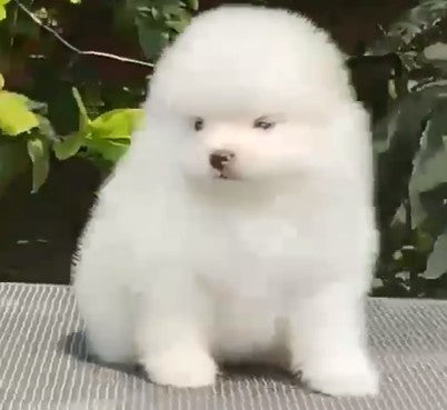 Toy Pomeranian price in Chennai