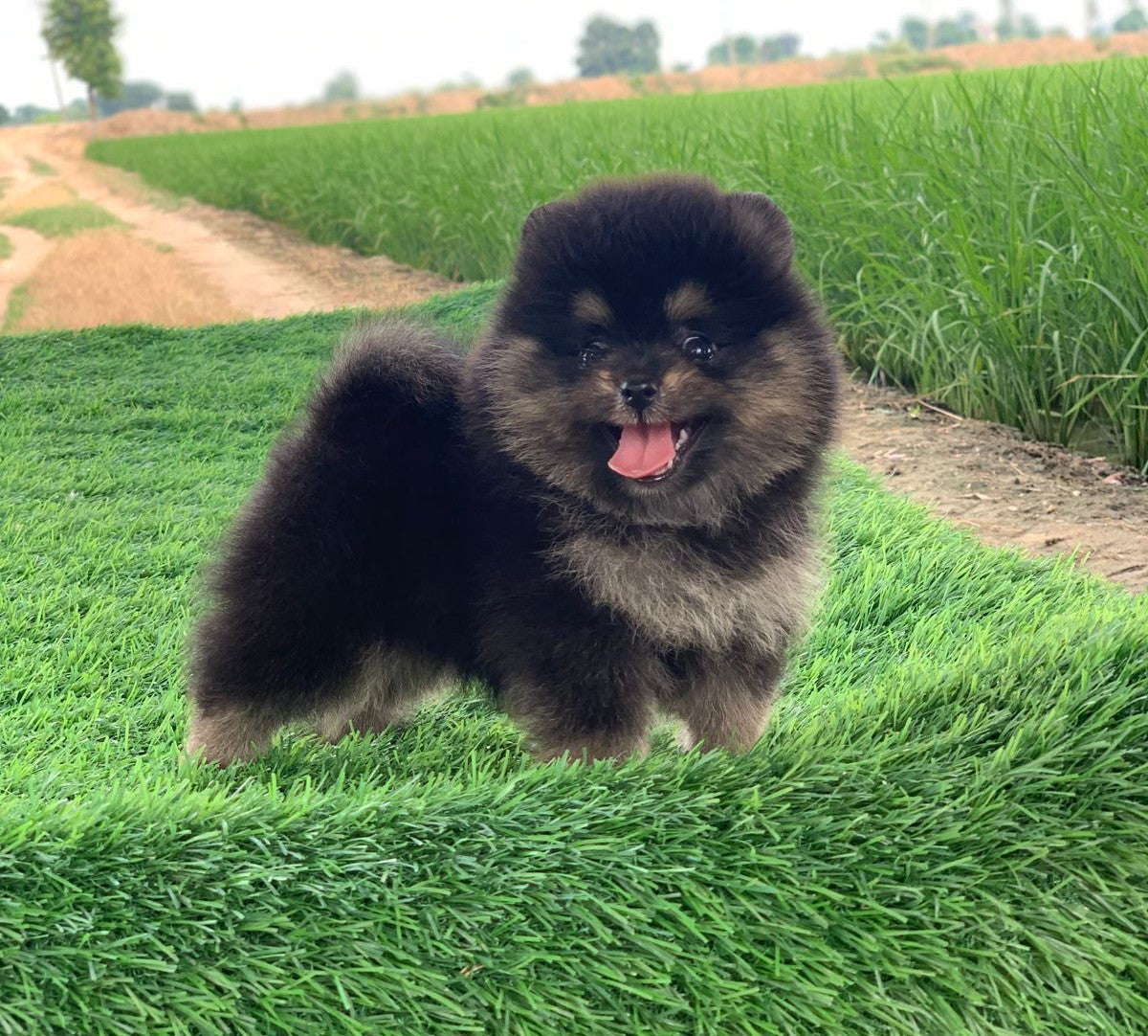 Toy Pomeranian pet shop in Chennai