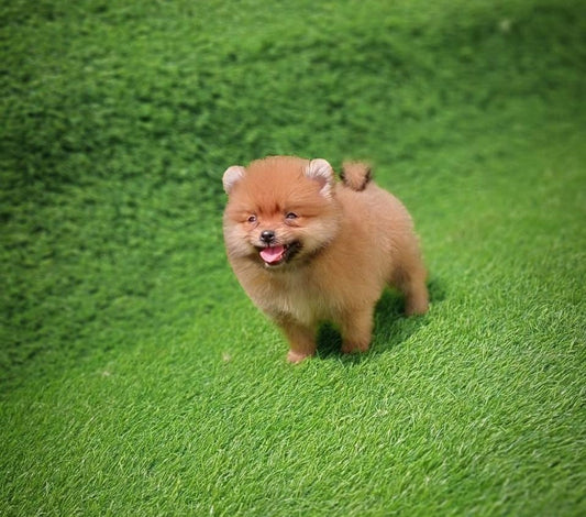 Buy Toy Pomeranian puppies online from Chennai